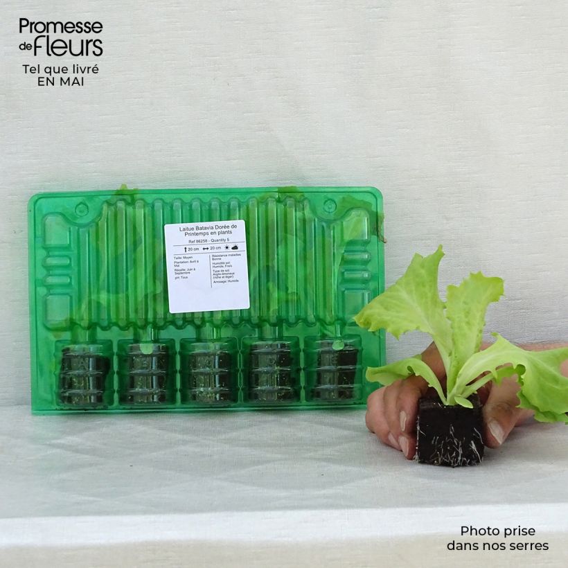 Example of Bataviasalat Dorée de Printemps (Pflanzen) Wurzelballen 4 cm x 4,5 cm as you get in printemps