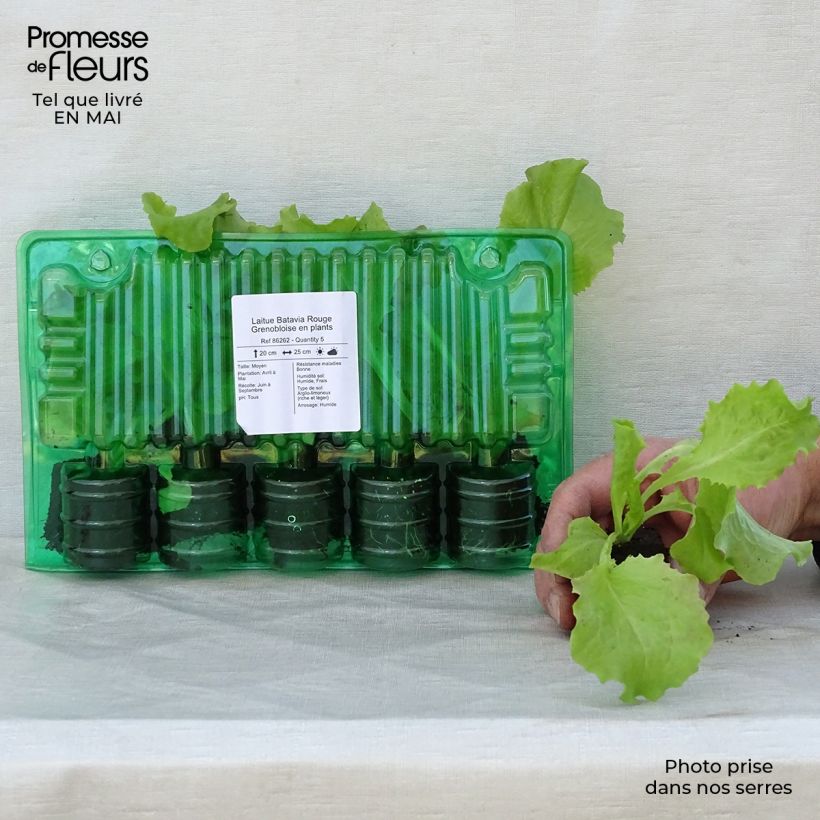 Exemplar von Bataviasalat Batavia Rouge Grenobloise Wurzelballen 4 cm x 4,5 cm wie im Frühjahr geliefert