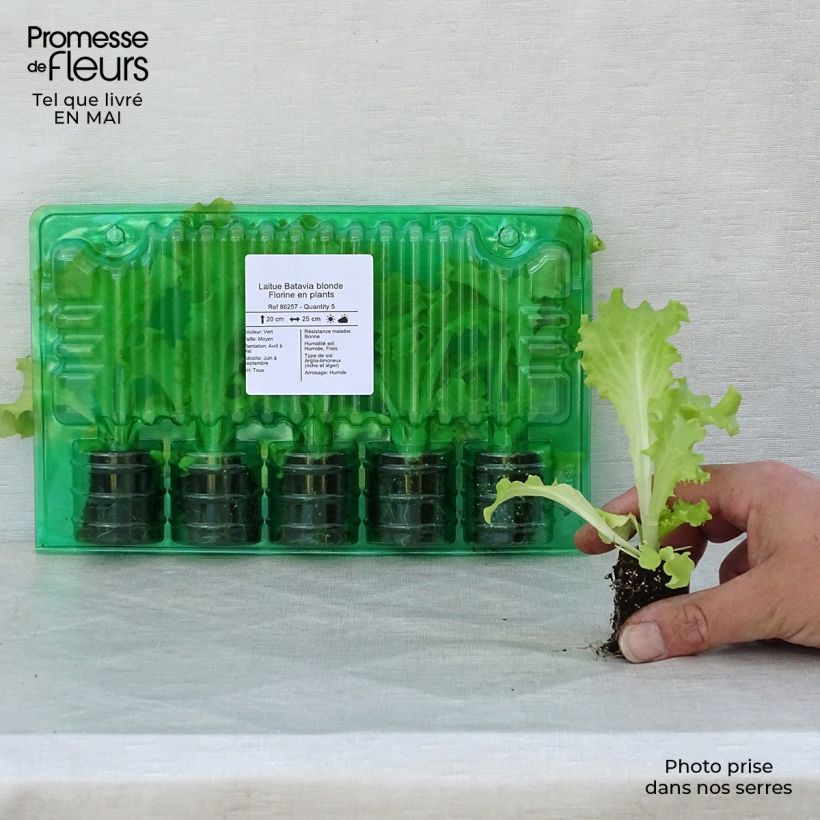 Example of Bataviasalat Florine (Pflanzen) Wurzelballen 4 cm x 4,5 cm as you get in printemps