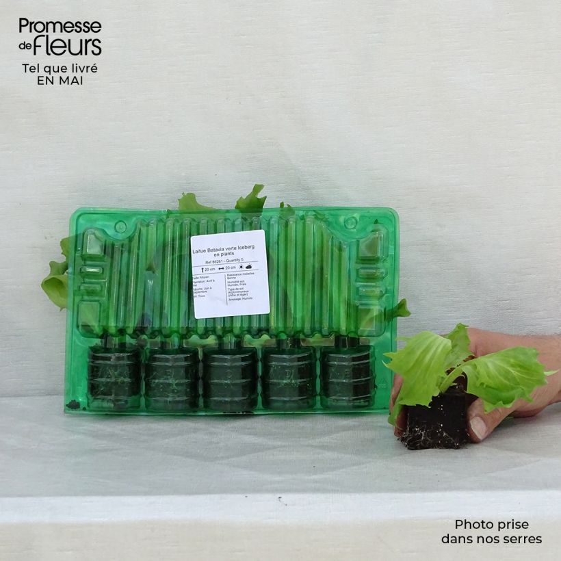 Exemplar von Bataviasalat verte Iceberg Wurzelballen 4 cm x 4,5 cm wie im Frühjahr geliefert