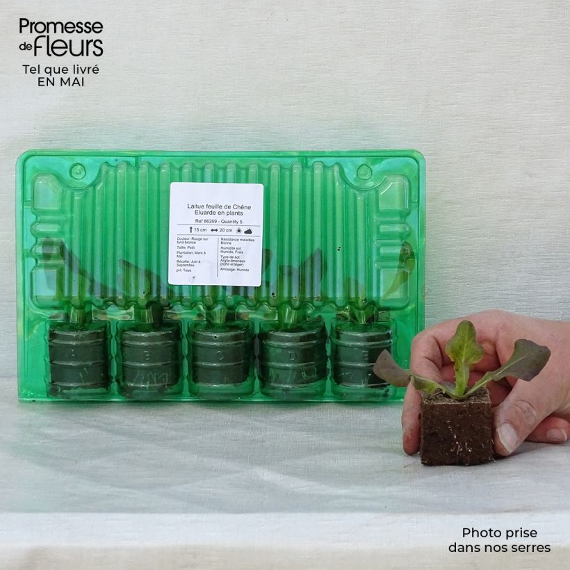 Exemplar von Eichblattsalat Eluarde Wurzelballen 4 cm x 4,5 cm wie im Frühjahr geliefert