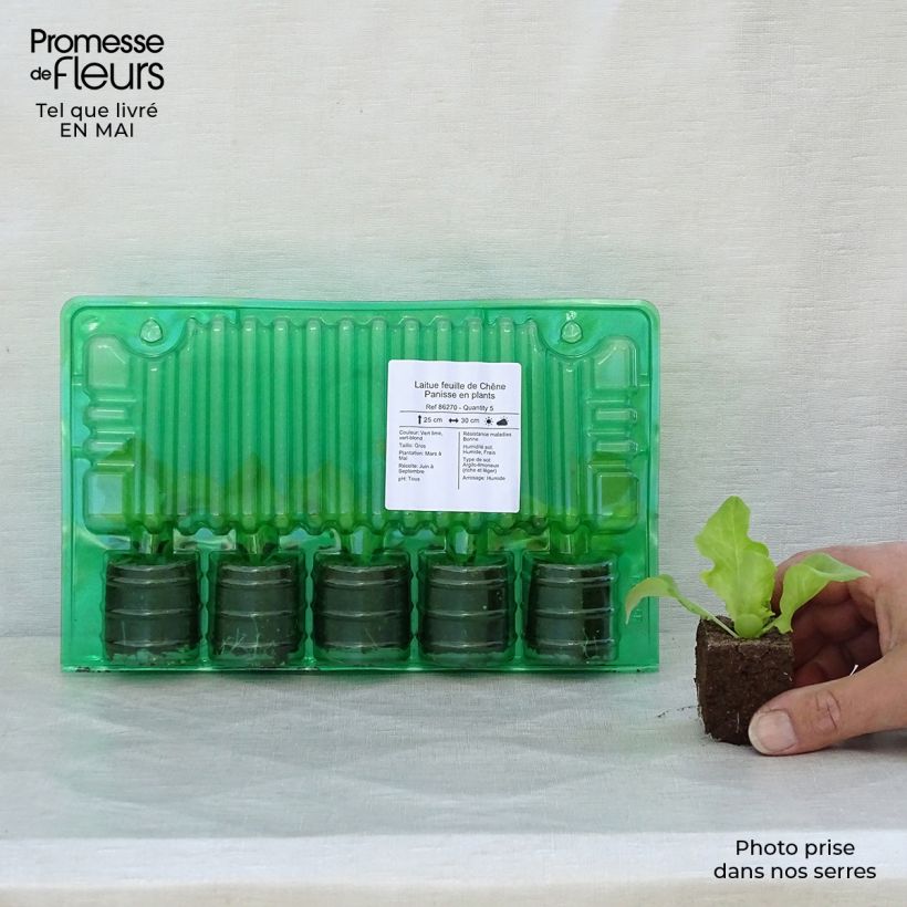 Example of Eichblattsalat Panisse (Pflanzen) Wurzelballen 4 cm x 4,5 cm as you get in printemps