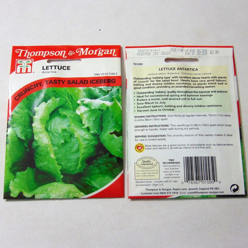Beispiel eines Exemplars von Kopfsalat Antartica die Tüte mit 250 Samen ungefähr wie geliefert