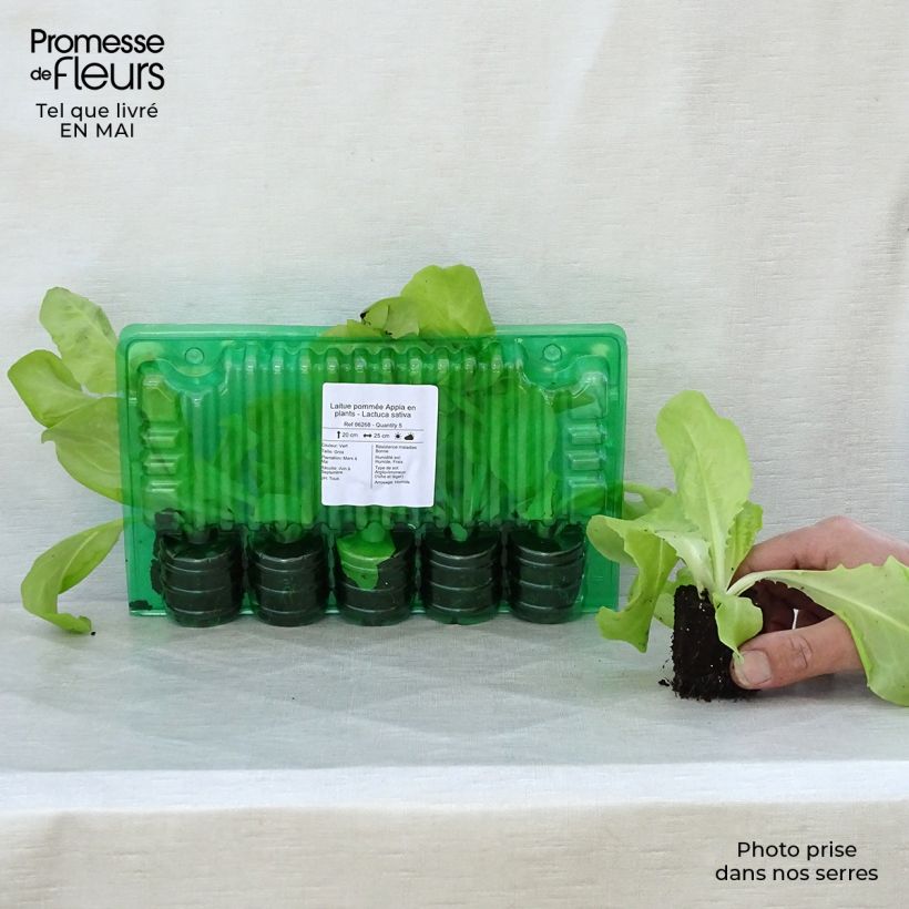 Example of Kopfsalat Appia (Pflanzen) Wurzelballen 4 cm x 4,5 cm as you get in printemps