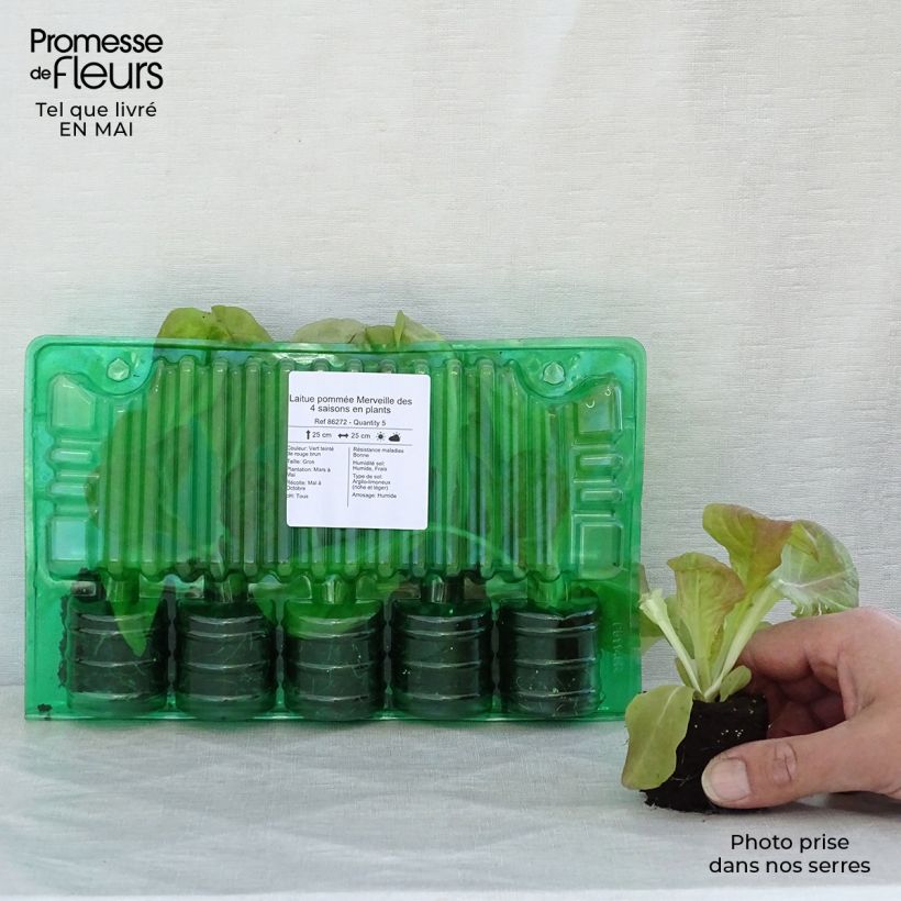 Exemplar von Kopfsalat Merveille des 4 saisons (Pflanzen) Wurzelballen 4 cm x 4,5 cm wie im Frühjahr geliefert