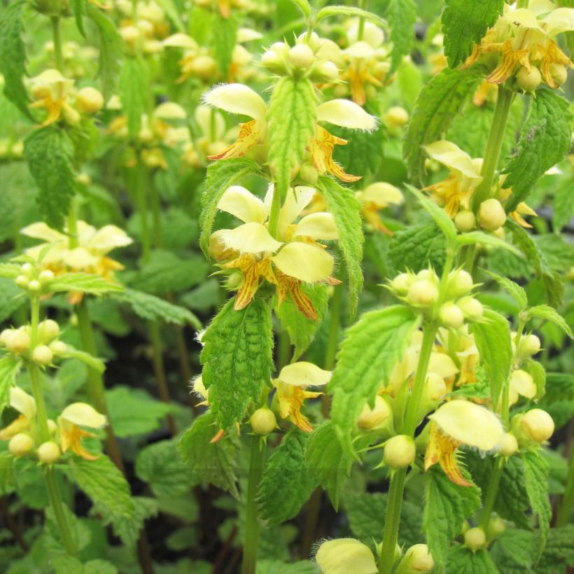 Lamium galeobdolon - Gewöhnliche Goldnessel (Flowering)