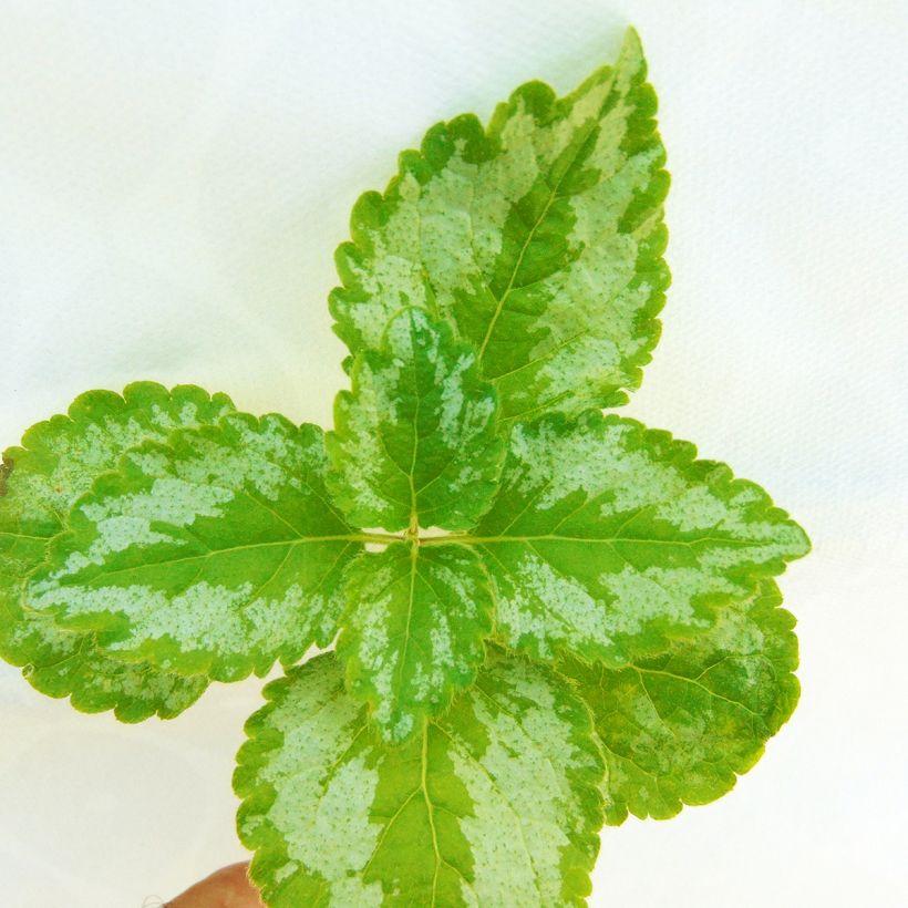 Lamium galeobdolon Florentinum - Gewöhnliche Goldnessel (Foliage)