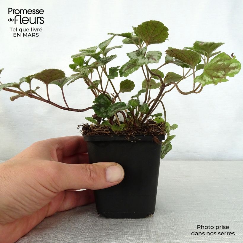 Example of Lamium galeobdolon Florentinum - Gewöhnliche Goldnessel Kleine Töpfe von 8/9 cm as you get in printemps