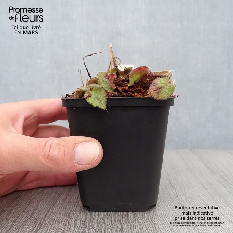 Exemplar von Lamium galeobdolon Kirkcudbright Dwarf - Gewöhnliche Goldnessel Kleine Töpfe von 8/9 cm wie im Frühjahr geliefert