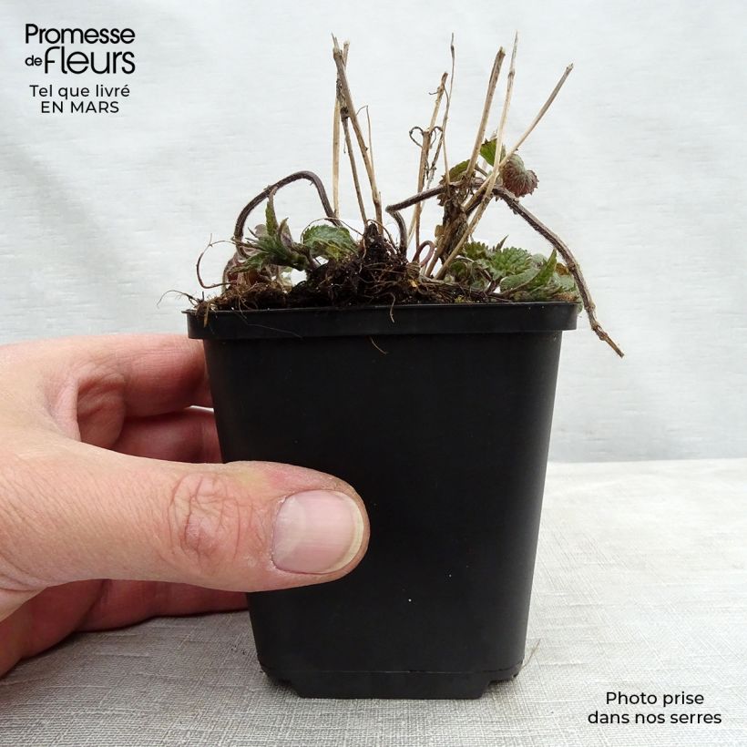 Example of Lamium galeobdolon - Gewöhnliche Goldnessel Kleine Töpfe von 8/9 cm as you get in printemps