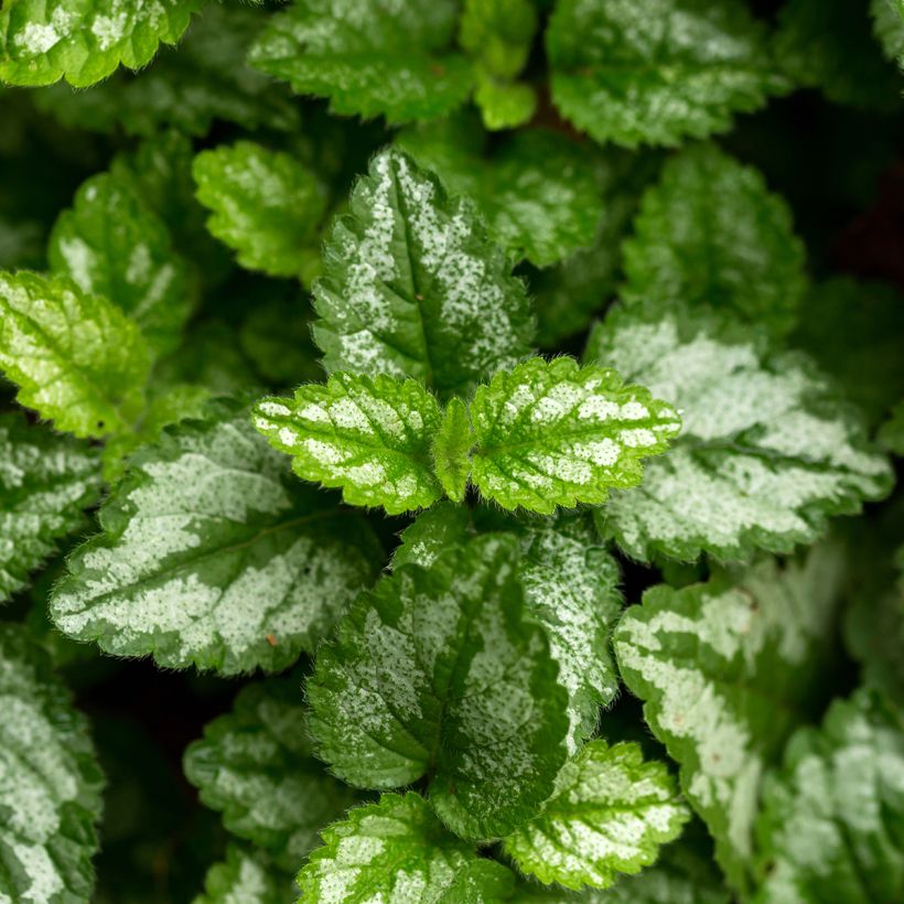 Lamium galeobdolon - Gewöhnliche Goldnessel (Foliage)