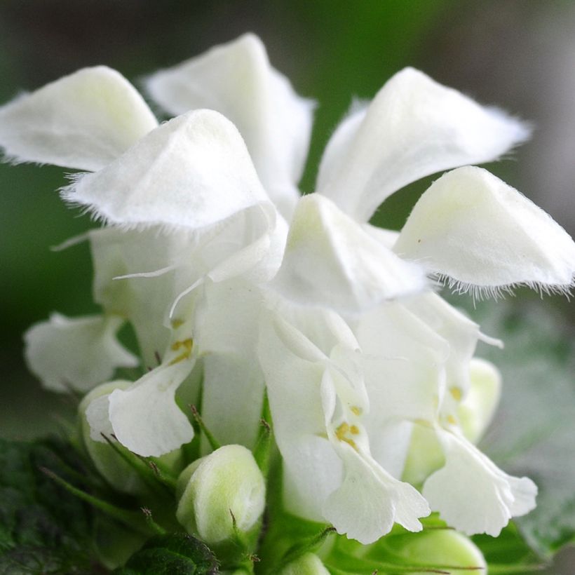 Lamium maculatum Album - Gefleckte Taubnessel (Blüte)