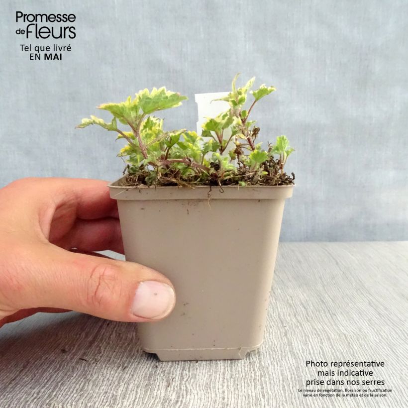 Exemplar von Lamium maculatum Anne Greenaway - Gefleckte Taubnessel Kleine Töpfe von 8/9 cm wie im Frühjahr geliefert