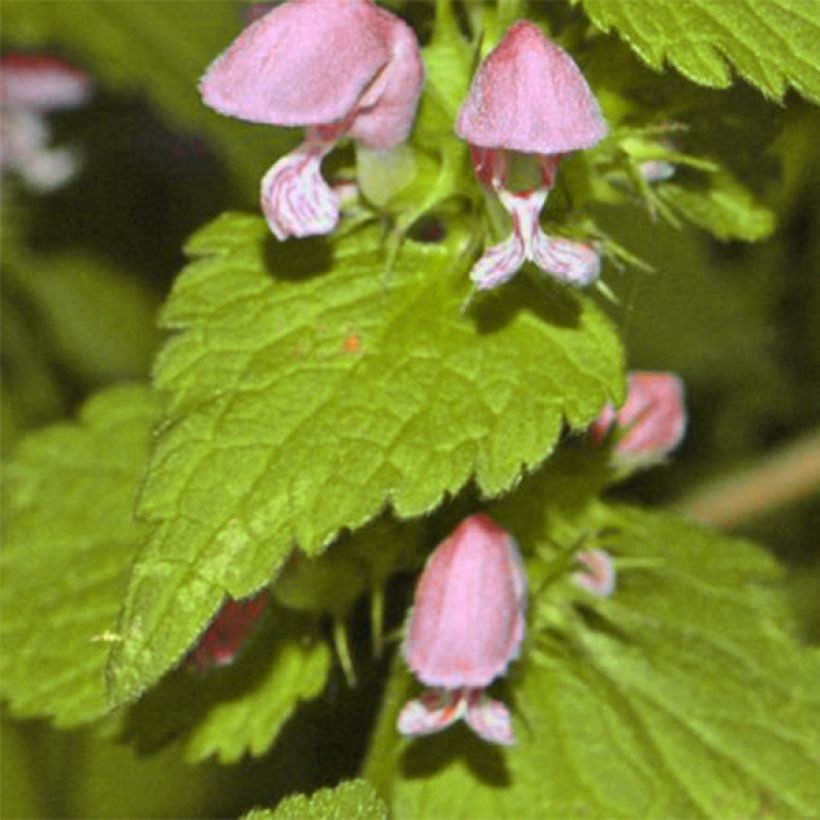 Lamium maculatum Cannon s Gold - Gefleckte Taubnessel (Laub)
