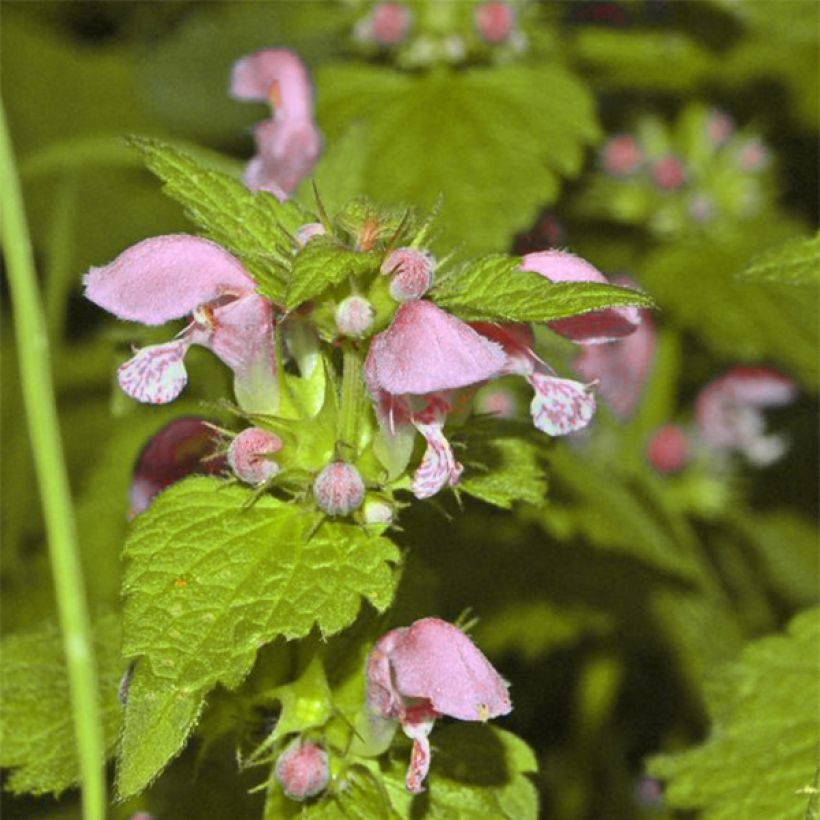 Lamium maculatum Cannon s Gold - Gefleckte Taubnessel (Blüte)