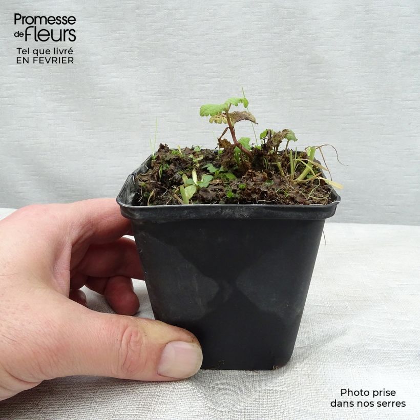 Exemplar von Lamium maculatum Cannon s Gold - Gefleckte Taubnessel Kleine Töpfe von 8/9 cm wie im Winter geliefert