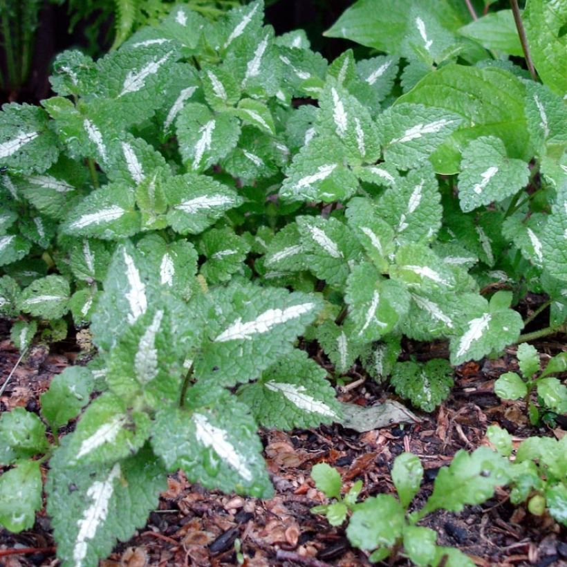Lamium maculatum Chequers - Gefleckte Taubnessel (Foliage)