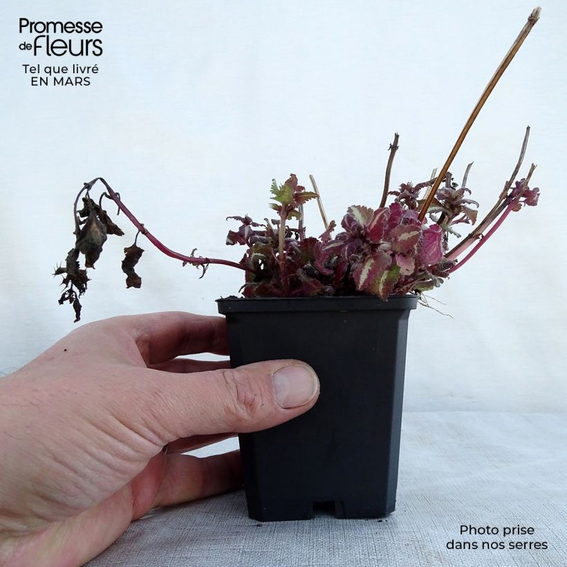 Example of Lamium maculatum Chequers - Gefleckte Taubnessel Kleine Töpfe von 8/9 cm as you get in printemps