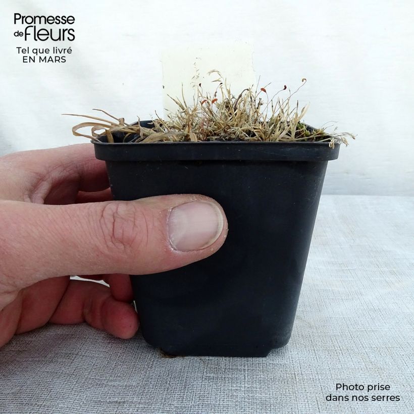 Exemplar von Lamium maculatum Golden Nuggets - Gefleckte Taubnessel Kleine Töpfe von 8/9 cm wie im Frühjahr geliefert