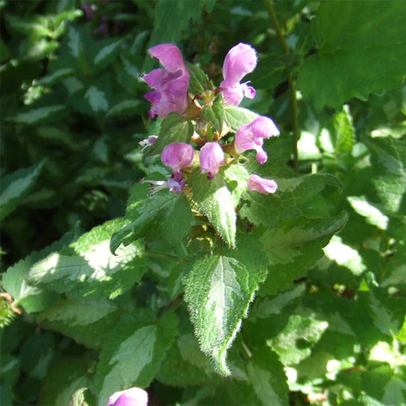 Lamium maculatum Pink Pewter - Gefleckte Taubnessel (Flowering)