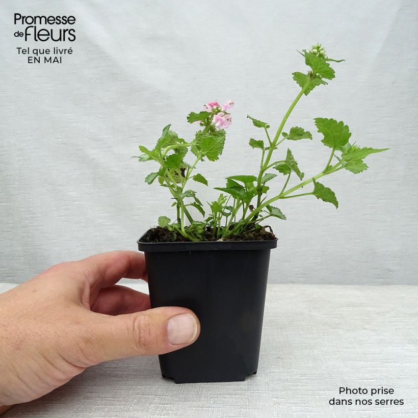 Example of Lamium maculatum Pink Pewter - Gefleckte Taubnessel Kleine Töpfe von 8/9 cm as you get in printemps