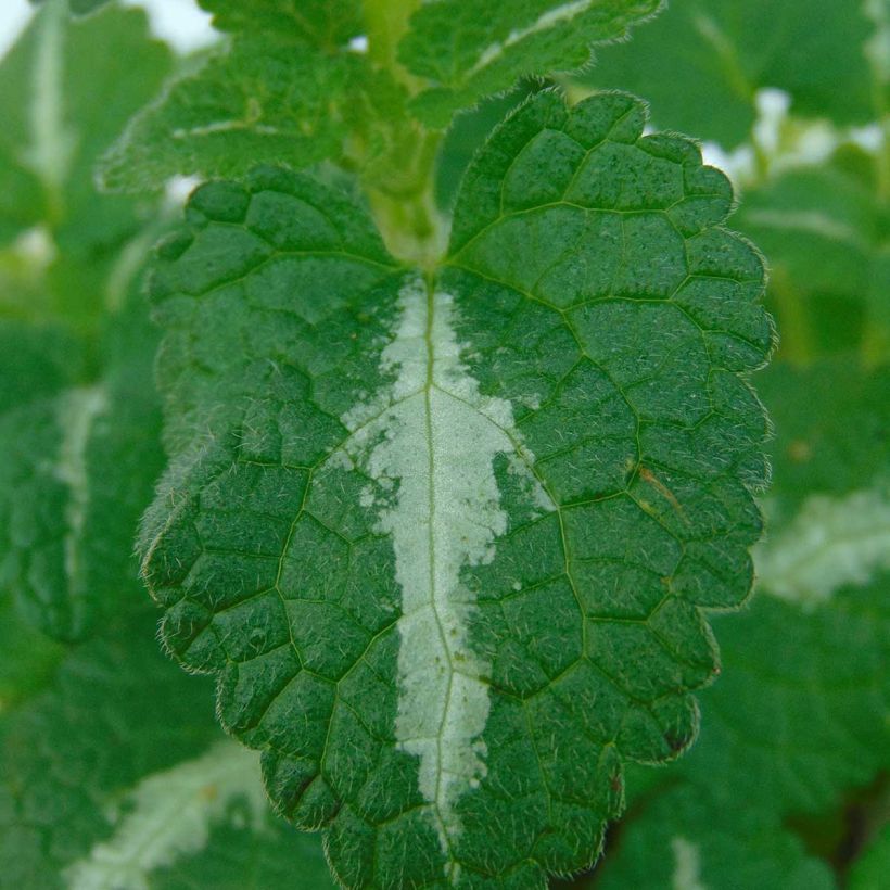 Lamium maculatum Roseum - Gefleckte Taubnessel (Foliage)