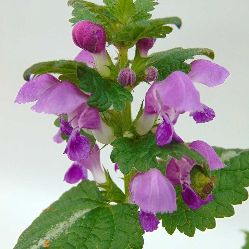 Lamium maculatum Roseum - Gefleckte Taubnessel (Flowering)