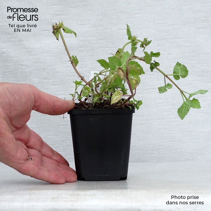 Example of Lamium maculatum Roseum - Gefleckte Taubnessel Kleine Töpfe von 8/9 cm as you get in printemps