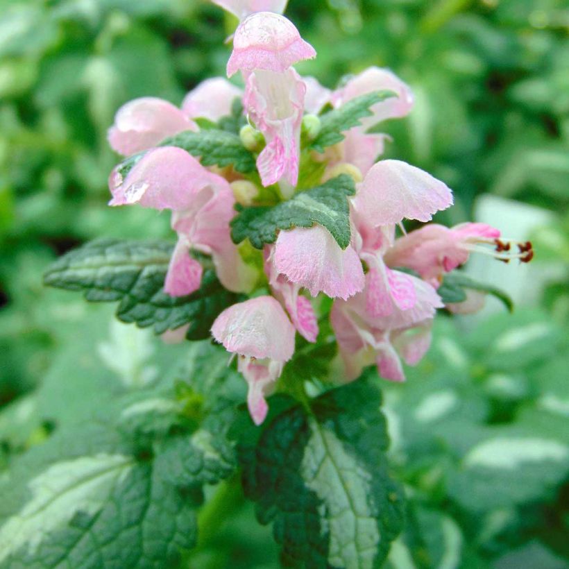 Lamium maculatum Shell Pink - Gefleckte Taubnessel (Flowering)