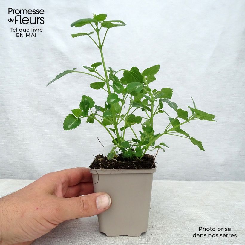 Example of Lamium maculatum Shell Pink - Gefleckte Taubnessel Kleine Töpfe von 8/9 cm as you get in printemps