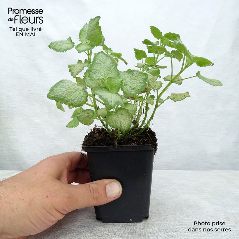 Exemplar von Lamium maculatum White Nancy - Gefleckte Taubnessel Kleine Töpfe von 8/9 cm wie im Frühjahr geliefert