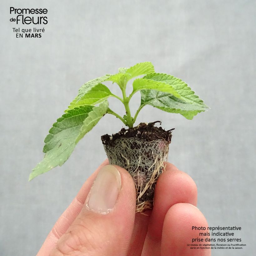 Exemplar von Lantana camara Bloomify Red - Wandelröschen Mini-Plug Ø 3/4 cm wie im Frühjahr geliefert