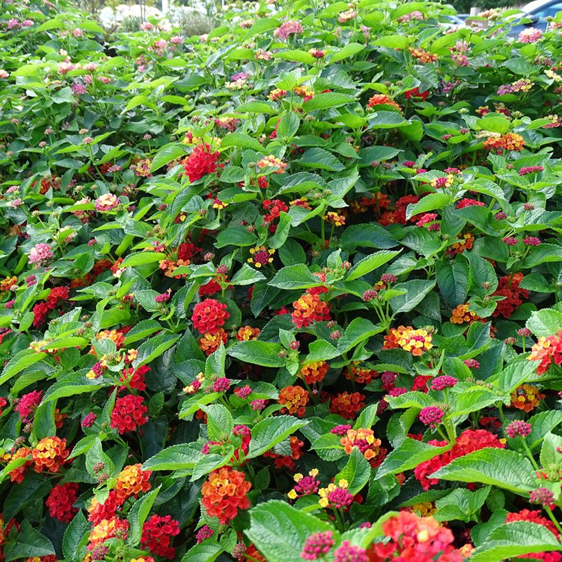 Lantana camara Bloomify Red - Wandelröschen (Wuchs)
