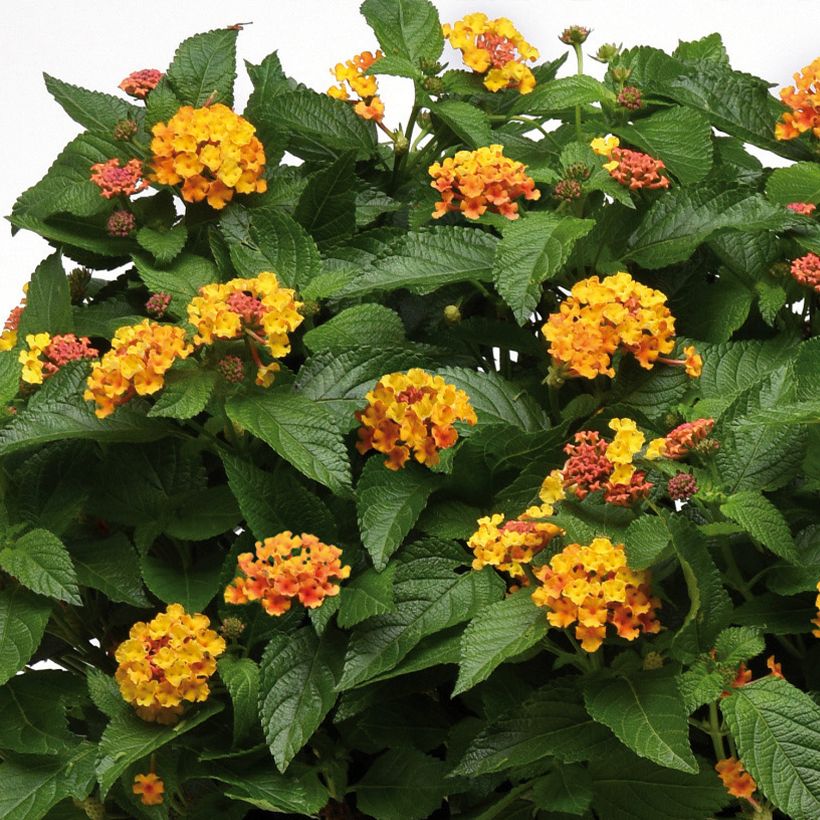 Lantana camara Bloomify Orange - Wandelröschen (Blüte)