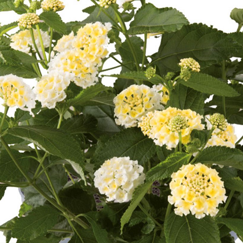 Lantana camara Bloomify White (Blüte)