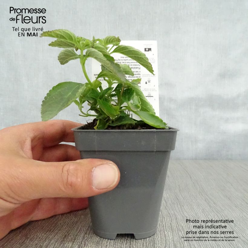 Exemplar von Lantana camara Calippo Tutti Frutti - Wandelröschen Kleine Töpfe von 8/9 cm wie im Frühjahr geliefert