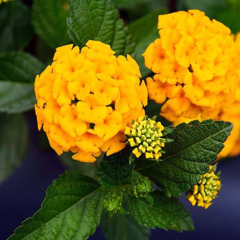Lantana camara Chapel Hill Yellow - Wandelröschen (Flowering)