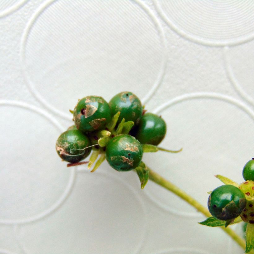 Lantana camara Chapel Hill Yellow - Wandelröschen (Harvest)