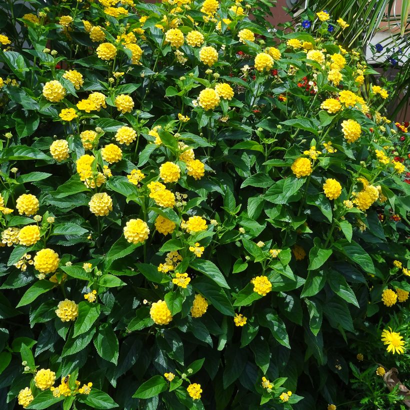 Lantana camara Chapel Hill Yellow - Wandelröschen (Plant habit)