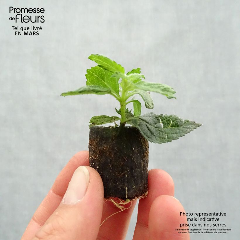 Exemplar von Lantana camara Evita Rose - Wandelröschen Mini-Plug Ø 3/4 cm wie im Frühjahr geliefert