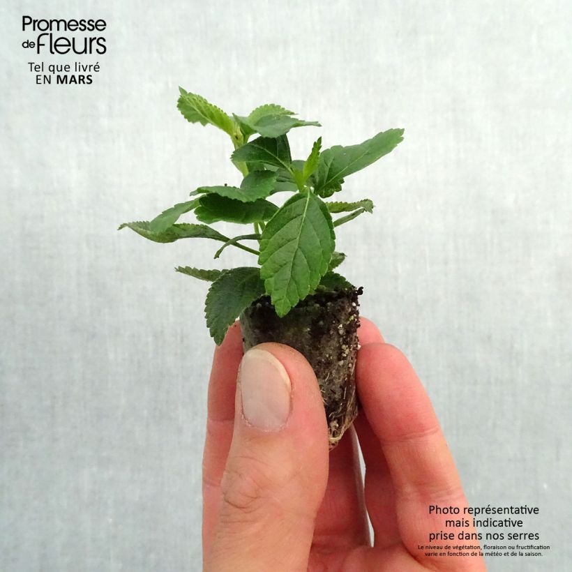 Exemplar von Lantana camara Evita Yellow - Wandelröschen Mini-Plug Ø 3/4 cm wie im Frühjahr geliefert