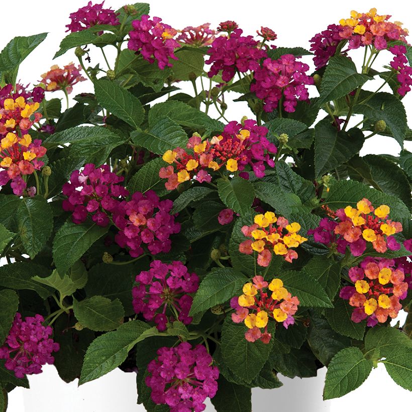 Lantana camara Gem Diva Pink - Wandelröschen (Blüte)
