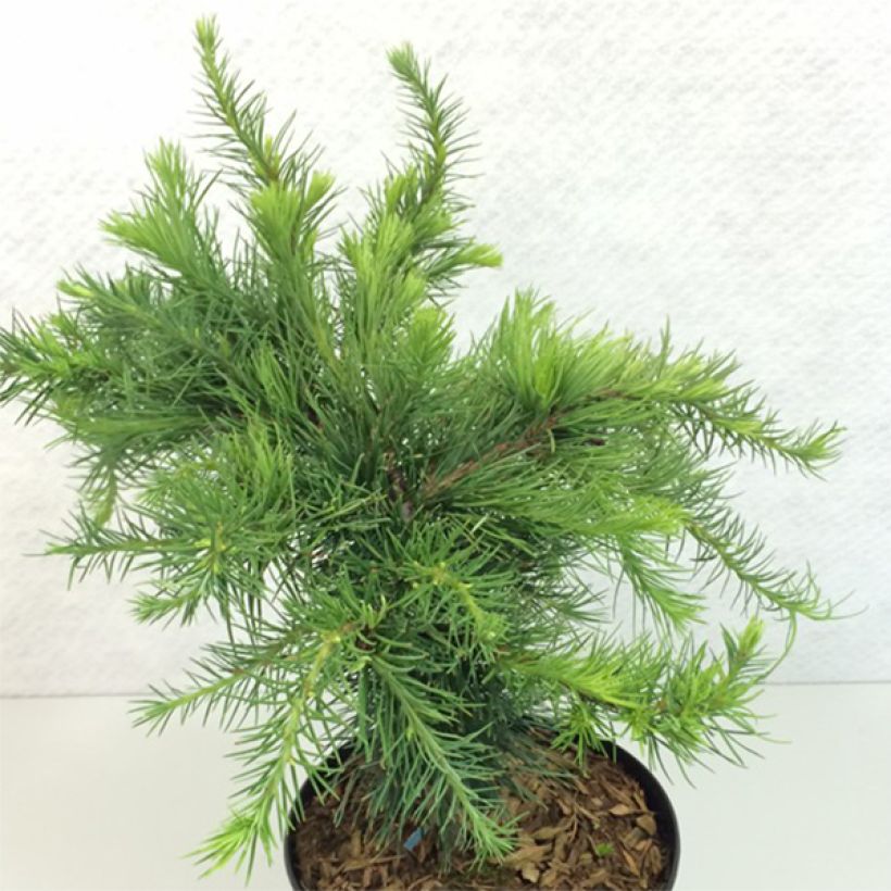 Larix decidua Little Bogle - Europäische Lärche (Wuchs)