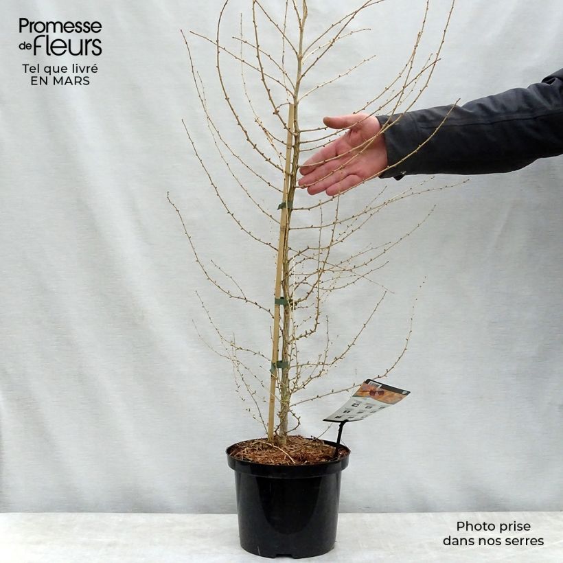 Example of Larix decidua - Europäische Lärche Topf mit 4L/5L as you get in printemps