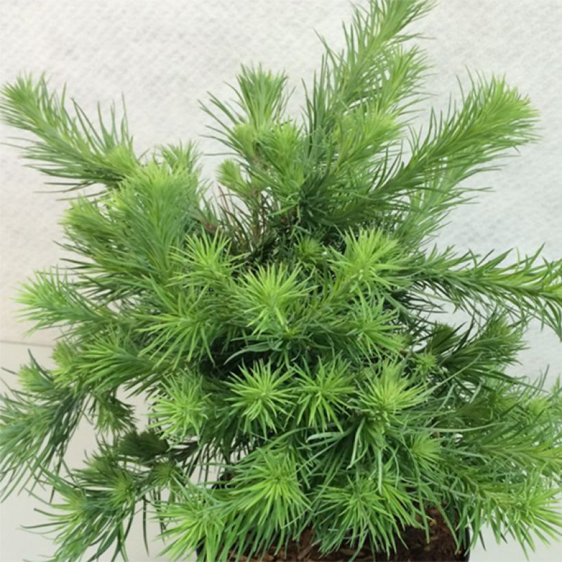 Larix kaempferi Blue Dwarf - Japanische Lärche (Wuchs)