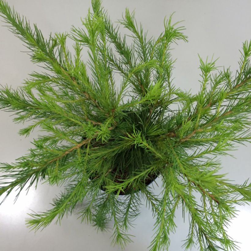 Larix laricina Arethusa Bog - Amerikanische Lärche (Laub)