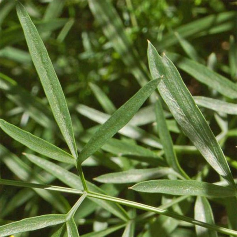 Laserpitium siler - Berg-Laserkraut (Foliage)