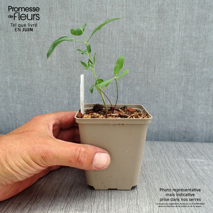 Example of Laserpitium siler - Berg-Laserkraut Kleine Töpfe von 8/9 cm as you get in printemps