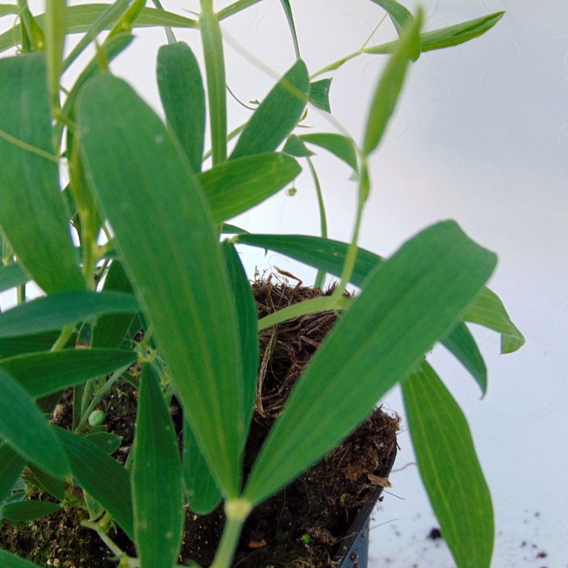 Breitblättrige Platterbse Pink Pearl - Lathyrus latifolius (Foliage)