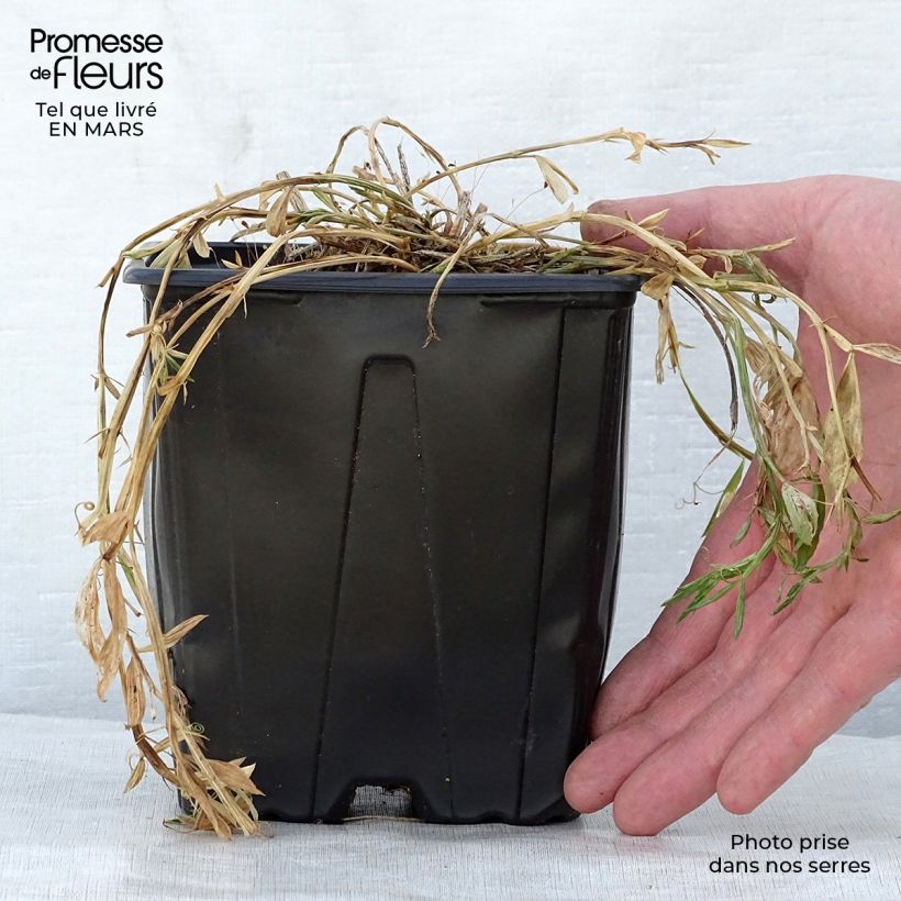 Example of Breitblättrige Platterbse Pink Pearl - Lathyrus latifolius Topf mit 2L/3L as you get in printemps